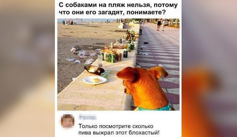 В Новый год туристам напомнили о запрете приходить на пляж с домашними животными