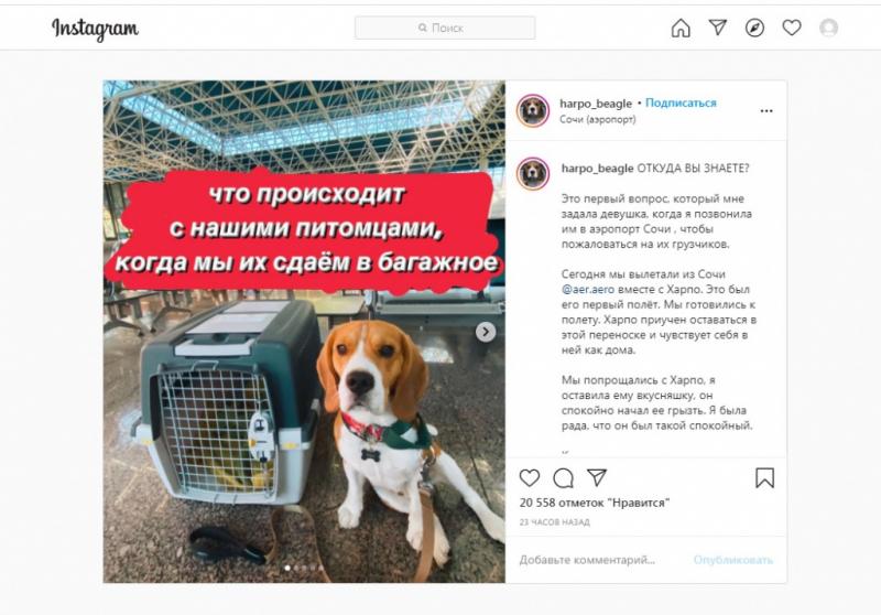 Аэропорт Сочи извинился перед хозяйкой собаки за поведение грузчиков