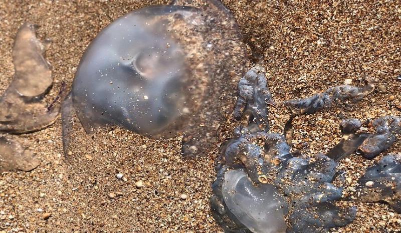 Огромные медузы напугали жителей Краснодарского края